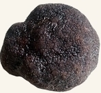 truffe 2.jpg